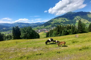 unterkünfte ferienwohnung